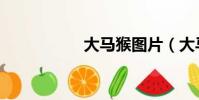 大馬猴圖片(大馬猴)