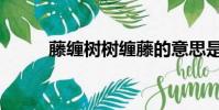 藤纏樹樹纏藤的意思是(藤纏樹)