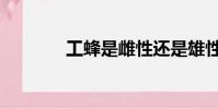 工蜂是雌性還是雄性(工蜂)