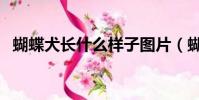 蝴蝶犬長什么樣子圖片(蝴蝶犬能長多大)