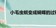 小毛蟲蛻變成蝴蝶的過程(小毛蟲)