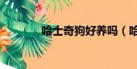 哈士奇狗好養嗎(哈士奇狗)