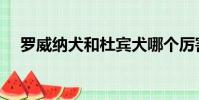 羅威納犬和杜賓犬哪個厲害(羅威拿犬)