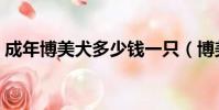 成年博美犬多少錢一只(博美犬多少錢一只)