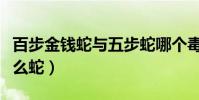 百步金錢蛇與五步蛇哪個毒(百步金錢蛇是什么蛇)