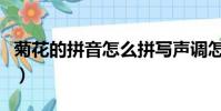 菊花的拼音怎么拼寫聲調怎么讀(菊花的拼音)