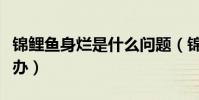 錦鯉魚身爛是什么問題(錦鯉魚身上爛了怎么辦)