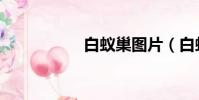 白蟻巢圖片(白蟻巢)