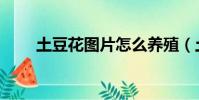 土豆花圖片怎么養殖(土豆花圖片)
