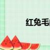 紅兔毛的功效與作用（紅兔毛）