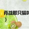 肖戰那只貓叫什么名字（肖戰的貓叫什么名字）