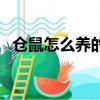 倉鼠怎么養的久（倉鼠怎么養幾天就死了）