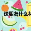 送朋友什么花比較好一點（送朋友什么花）
