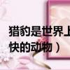 獵豹是世界上跑得最快的動物（世界上跑得最快的動物）