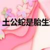 土公蛇是胎生還是卵生（蛇是胎生還是卵生）