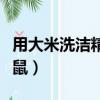 用大米洗潔精怎樣做老鼠藥（大米洗潔精殺老鼠）