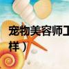 寵物美容師工資是多少（寵物美容師工資怎么樣）