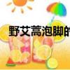 野艾蒿泡腳的功效與作用及禁忌（野艾蒿）