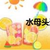 水母頭適合什么臉型（水母頭）