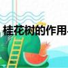 桂花樹的作用與功效小介紹（桂花樹的作用）