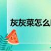 灰灰菜怎么吃在有功效（灰灰菜怎么吃）