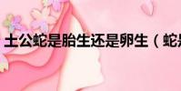 土公蛇是胎生還是卵生(蛇是胎生還是卵生)