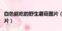 白色能吃的野生蘑菇圖片(能吃的野生蘑菇圖片)