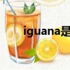 iguana是什么意思（ig是什么意思）