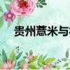 貴州薏米與福建薏米哪個好（貴州薏米）