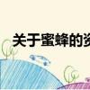 關于蜜蜂的資料100字（關于蜜蜂的資料）
