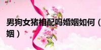男狗女豬相配嗎婚姻如何(男狗女豬相配嗎婚姻)