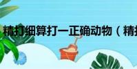 精打細算打一正確動物(精打細算打一生肖)