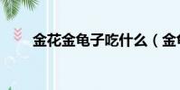 金花金龜子吃什么(金龜子吃什么)