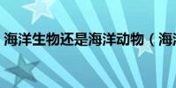 海洋生物還是海洋動物(海洋生物是動物嗎)