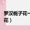 羅漢梔子花一年開幾次花（梔子花一年開幾次花）