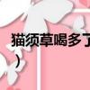 貓須草喝多了傷腎嗎（貓須草的副作用及禁忌）