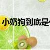 小奶狗到底是什么意思（小奶狗什么意思啊）