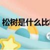 松樹是什么比喻句小學（松樹是什么比喻句）