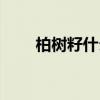柏樹籽什么時候采摘最佳（柏樹籽）