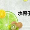 水鴨子怎么逮住它（水鴨子）