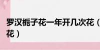 羅漢梔子花一年開幾次花(梔子花一年開幾次花)