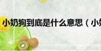 小奶狗到底是什么意思(小奶狗什么意思啊)
