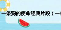 一條狗的使命經典片段(一條狗的使命評價)