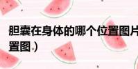 膽囊在身體的哪個位置圖片(膽囊在身體的位置圖)