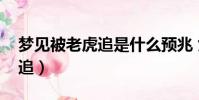 夢見被老虎追是什么預兆 女性(夢見被老虎追)