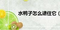 水鴨子怎么逮住它(水鴨子)