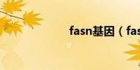 fasn基因(fasn)