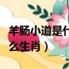 羊腸小道是什么生肖開過什么（羊腸小道是什么生肖）