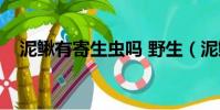 泥鰍有寄生蟲嗎 野生(泥鰍有寄生蟲嗎)
