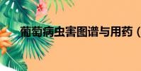 葡萄病蟲害圖譜與用藥(葡萄病蟲害)